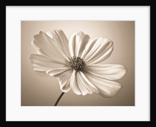 Cosmos flower by Assaf Frank